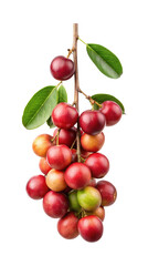 Closeup Shot of a Branch with Luscious, ReddishBrown Jatobá Fruits