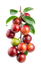 Closeup image of a branch with ripe and unripe Jabuticaba fruits