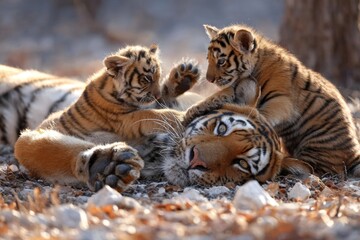 Obraz premium A tiger playing with its cubs
