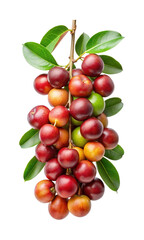 Closeup studio shot of a branch of ripened Natal plums fruit