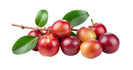 Delicious and vibrant carob fruits presented on a branch with lush green leaves