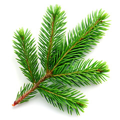 Fototapeta premium branch of fir tree