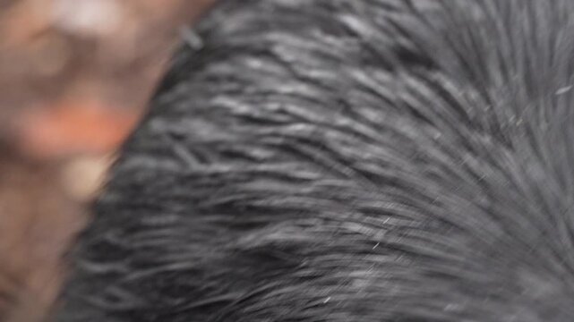 Extreme Close Up of Cassowary Face with Eye Looking into Camera. Staring directly into the camera. The prehistoric bird&rsquo;s distinctive features are highlighted in sharp detail.