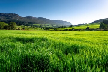 Obraz premium Lush green field with distant mountains