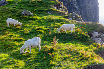 Owce na pastwisku na skałach, Neist Point. © Majkol