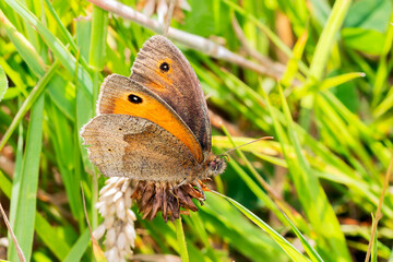 Meadow Brown Butterfly (Maniola jurtina) with its wings spread out which is a brown insect flying in spring and summer, macro nature photography of butterflies close-up stock photo image