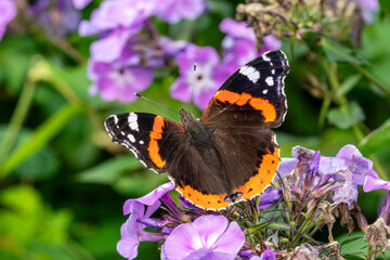 Red Admiral butterfly (Vanessa atalanta) resting on a flower plant during the summer season,  macro nature photography of butterflies close-up stock photo image