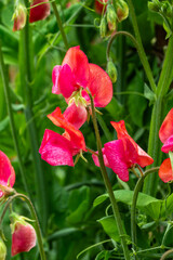 Lathyrus odoratus 'Prince of Orange' a summer flowering plant with an orange summertime flower commonly known as sweet pea, gardening stock photo image