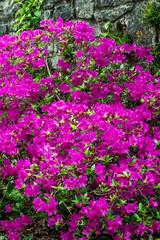 Rhododendron 'Blue Danube' a late spring flowering evergreen shrub plant with violet-blue springtime flowers commonly known as azalea, gardening stock photo image