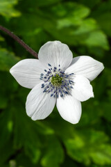 Anemone rivularis (Eriocapitella rivularis) a summer flowering plant with a white summertime flower commonly known as riverside windflower, gardening stock photo image