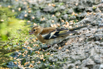 Chaffinch (Fringilla coelebs) bird which is a common garden songbird found in the UK and Europe,
wildlife nature photography of birds close-up stock photo image