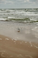 seagull on the beach