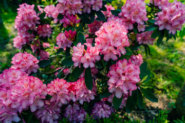 Desert Roses, Solid Full Screen of Pink Desert Rose Flower, Full Peak Bloom Bush