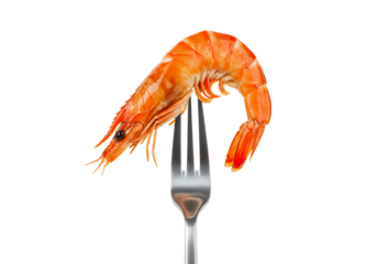 Single cooked shrimp on fork close up studio shot transparent background seafood food photography