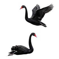 Graceful Black Swans Soaring And
