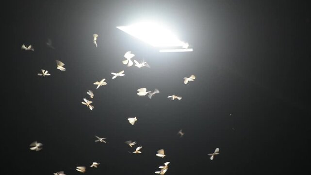 Flying termites in the light. 