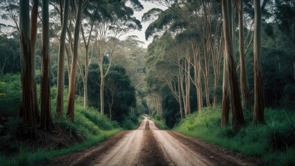 Dense forest with tall trees lining a dirt road, creating a natural corridor through the lush greenery.