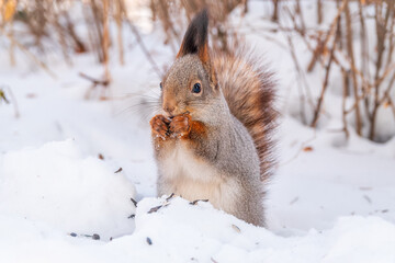 Fototapeta premium Portrait of a squirrel in winter on white snow background