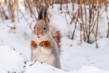 Fototapeta premium Portrait of a squirrel in winter on white snow background