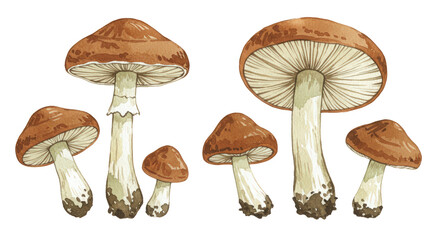 Group of brown mushrooms with white stems isolated