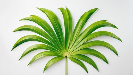 A green palm leaf with long, pointed leaves fanning out on a white background.