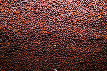 Mustard seeds (Brassica napus), also known as rapeseed, oilseed rape, or canola, are dried in the...