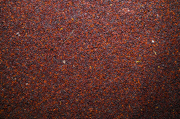 Mustard seeds (Brassica napus), also known as rapeseed, oilseed rape, or canola, are dried in the sun for oil extraction. Black mustard seeds have a well deserved reputation for their pungent spicy.