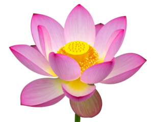  Pink lotus bloom with yellow center isolated on transparent background