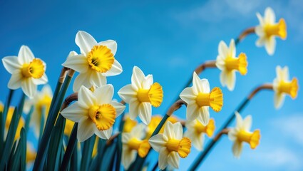 Obraz premium White daffodils with yellow centers against a blue sky on a sunny day.