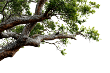 Large tree branch reaching out with green leaves