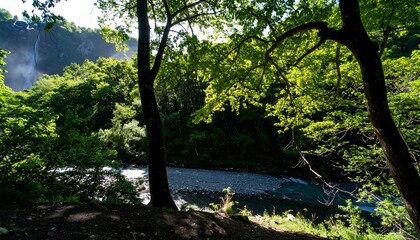 Lush forest beside a river with a waterfall