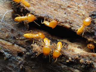Termites mound on the wood for nature background.