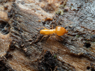 Termites mound on the wood for nature background.
