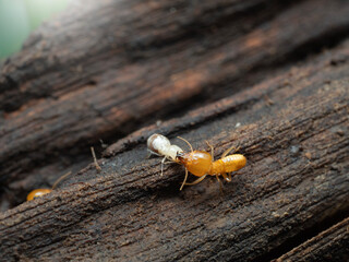 Termites mound on the wood for nature background.