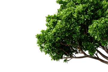 Lush green tree branches with vibrant foliage