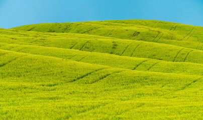 Obraz premium Vibrant green hills under a blue sky in the heart of Tuscany