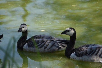 Barnacle geese are swimming in water in nature in sunny summer day.