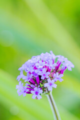 Obraz premium 夏の山 木陰のヤナギハナガサの花03
