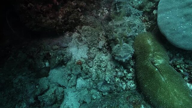 Close up view of a crocodilefish - Papilloculiceps longiceps - head as the camera approaches. The fish remains motionless, camouflaged against the rocky seabed with cryptic patterns.