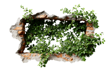Vines weave through a crumbled wall