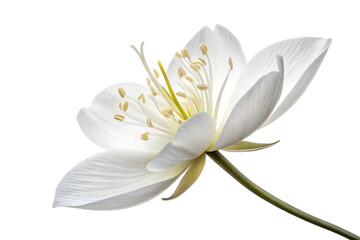 Fototapeta premium White Flower with Exquisite Detail Against Pure Black Background, PNG, isolated on transparent background.