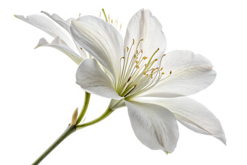 Fototapeta premium White Bauhinia Flower Displaying Intricate Petals and Stamen, PNG, isolated on transparent background.
