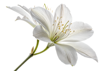 White Bauhinia Flower Displaying Intricate Petals and Stamen, PNG, isolated on transparent background.