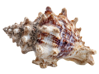 Fototapeta premium Chicoreus ramosus seashell isolated on white background large brown and white seashell with spikes and ridges detail close up macro photography perfect for