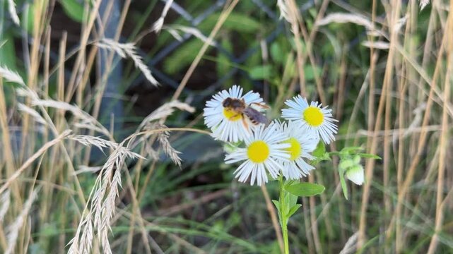 A bee collects nectar on blooming daisy fleabane wildflowers in a natural summer meadow, showing pollination and biodiversity in a close view of delicate white petals and yellow centers.