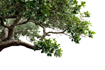 Vibrant green tree branches with lush leaves