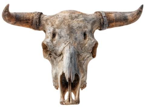 Old weathered bull skull with horns isolated on white background vector illustration for design element and poster prints on t-shirts and other items