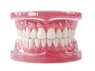 Obraz premium Realistic human jaw model with perfect white teeth isolated on white background