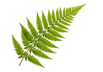 Vibrant green fern frond detailed close up macro photography isolated on transparent background