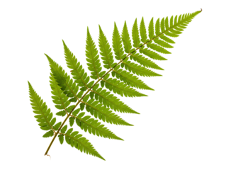 Vibrant green fern frond detailed close up macro photography isolated on transparent background